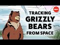 Grizzly Bears and Their Ecosystem