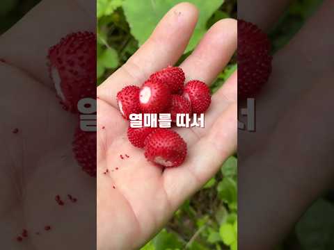 보이는대로 따서 드세요. 건강의 근본을 지켜주는 약초...뱀딸기