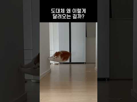 드리프트 중독 고양이 #고양이  #cat