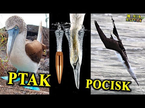 Żywy Pocisk - GŁUPTAK - Czemu Nazwany Głupim Ptakiem?
