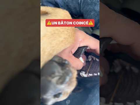 Élargissement de mâchoire 🥲 #malinois #ades #ninolemalou #nino #chien #maitrechien