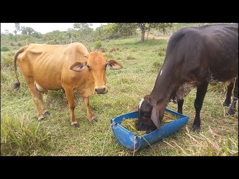 Vou fazer engorda no cocho, será bom negócio?