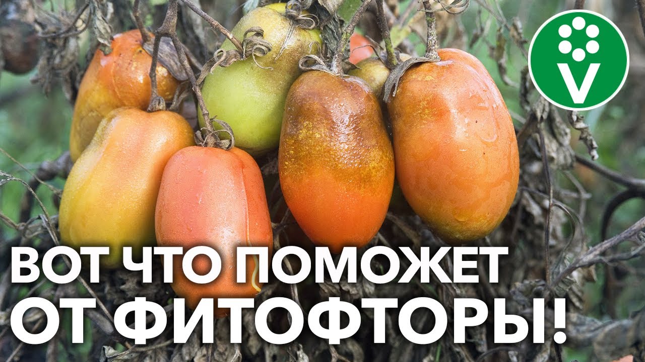 Ваши томаты не заберет фитофтора, если сделаете так!