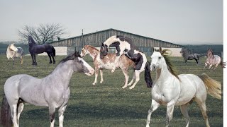 Mi caballo favorito vs tu caballo promedio ¿Cuál es mejor para montar?