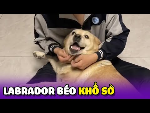 Labrador Béo bị chủ nhân trêu chọc 😂