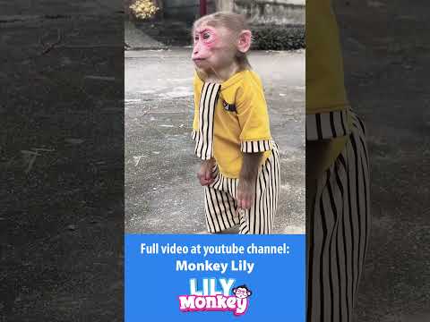 Lily cried and ran after her dad P1 #shorts #short #monkey