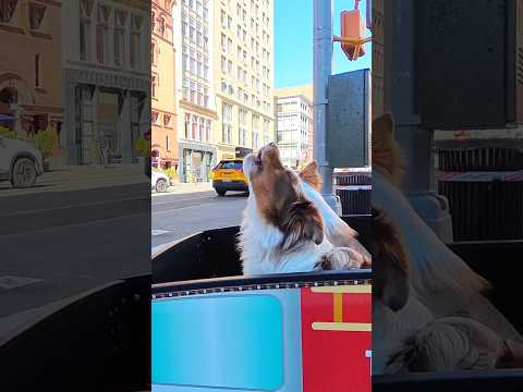 Giving it their all #dog #puppy #petwagon