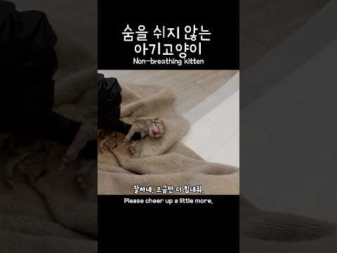 엄마가 경험이 부족해서 미안해..#cat #kitten