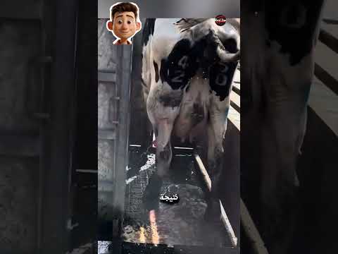 علاج خراج الأبقار