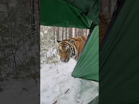 Camping surprise😱 #shorts #camping