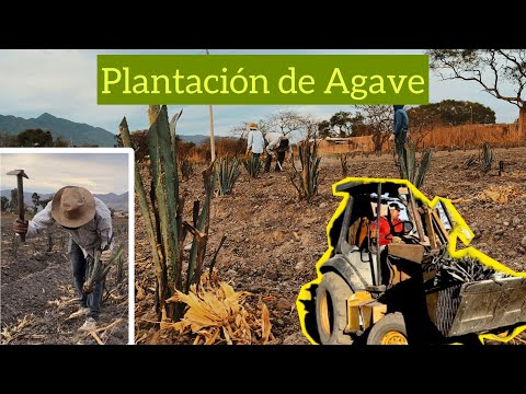 ¿Cómo planteé agave? Características, y proceso de plantación en el cultivo de agave