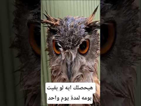 هيحصلك إيه لو بقيت بومه يوم واحد#معلومات #اكسبلور #animals #wildlife #facts #معلومات_غريبة