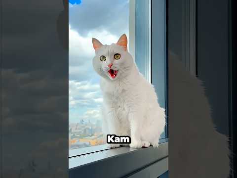 Die Katze hat zu Hause ein riesiges Chaos gemacht #shortvideo