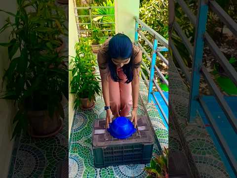 kittens found under blue colour bowl #kitten #found #blue #colors #bowl #cat #catvideo #yt