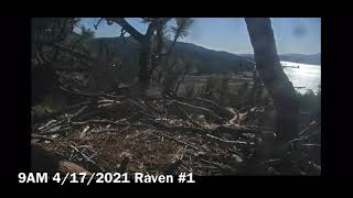 Closure comes in the form of a raven(graphic scenes from nature not for sensitive viewers)
