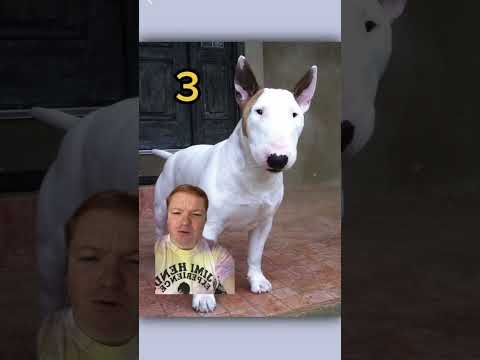Top 5 perros más peligrosos del mundo