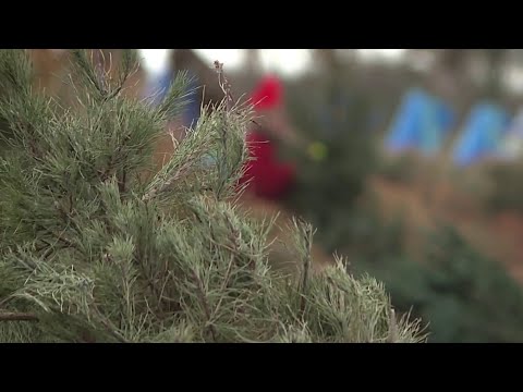 How Texas residents can recycle Christmas trees in a way that saves beaches