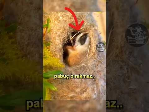Yılanları Kandıran Usta: Sarkaç Kuşu 🐦🐍