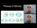 Understanding Mitosis