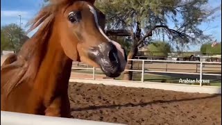 خيل عربي اصيل مهرة عربية خيول عربية للبيع