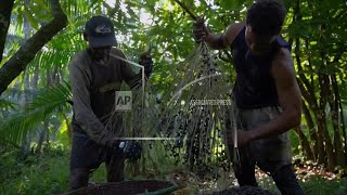 Acai harvesters worry as US tariffs imposed on Brazil exports