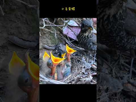 小鸟食蝶 #nature