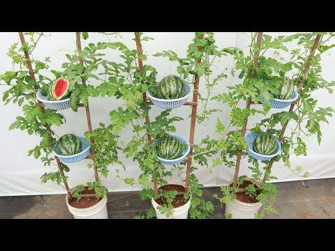 Watermelon Growing Method That Amazes The World