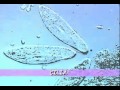 Exploring Microscopic Life in a Pond