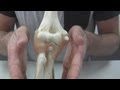 Joint Stability and Ligament Functions