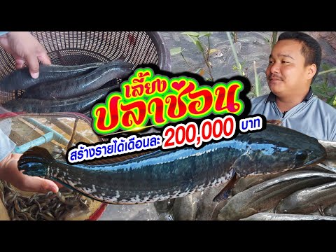 เลี้ยงปลาช่อน สร้างรายได้ เดือนละ 200,000 บาท