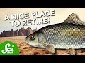 Buffalofish Longevity and Citizen Science