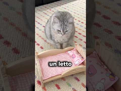 Lit pour chat #shorts