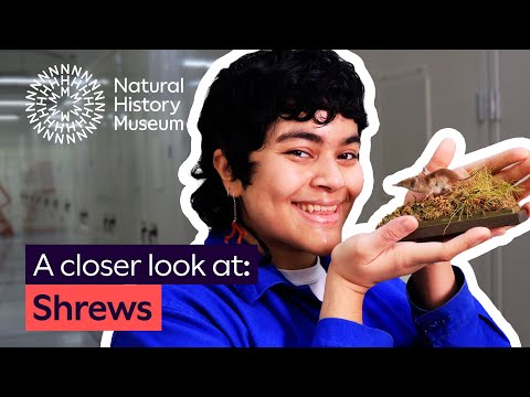 Why do shrews need to eat so much? | A closer look at one of the smallest mammals