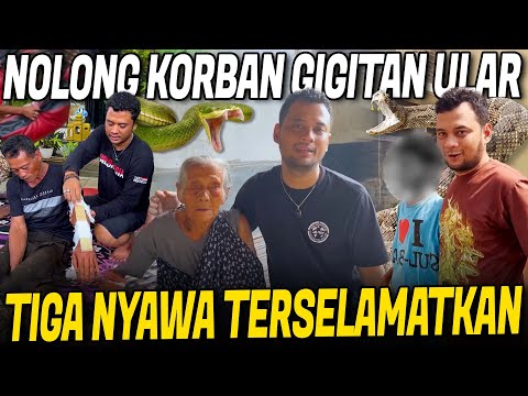 KORBAN ULAR VIPER YANG SELAMAT DARI MAUT !! BISA DIAMPUT*SI KALO TELAT DITANGANI !!