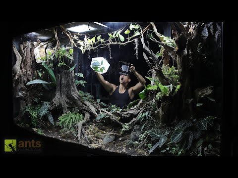 I Unleashed a Green Predator Into My Giant Rainforest Vivarium