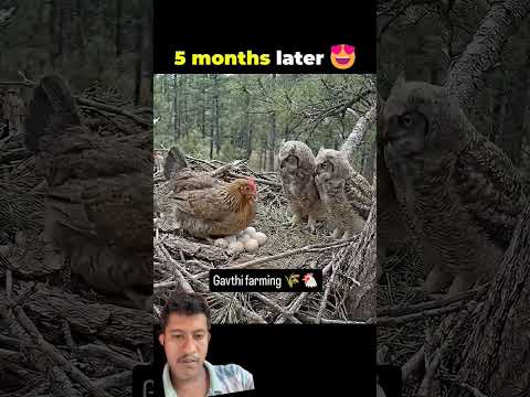 #animals #birds #cute #comedyfilms #wildlife #trendingshorts