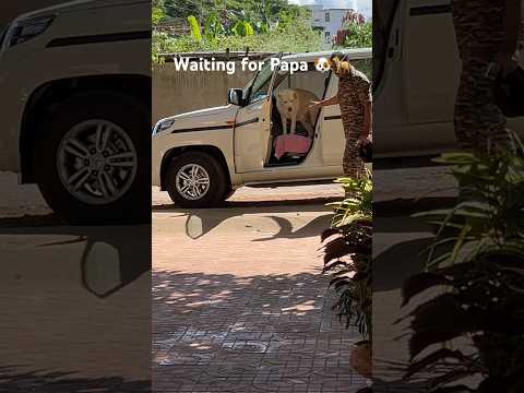 Whatsapee 🐕 papa ko wait ki😍#dog #labrador #viralvideo #shorts ❤️❤️❤️