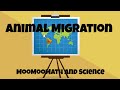 Animal Migration Patterns and Facts