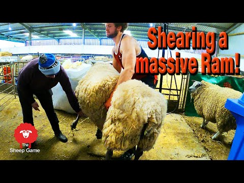 THE 165KG BLEU DU MAINE RAM!!!