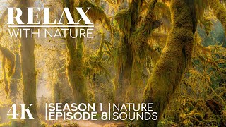 Relax with Nature - Ep 8 | 4K Waterfalls, Forests & Northern Lights with Real Ambient Sounds