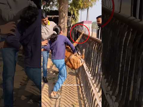 Dog Heartwarming Rescue 😍 #shorts