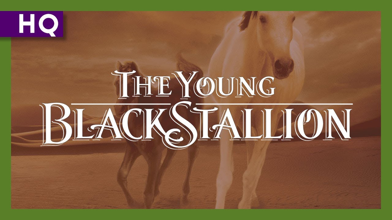 Young Black Stallion Anonso santrauka