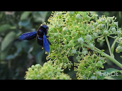 Insectos polinizadores en hiedra (Hedera helix). Abeja, avispa, mariposa y abejorro.