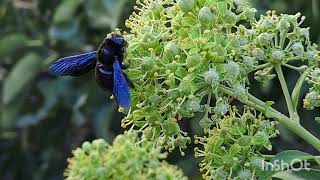 Insectos polinizadores en hiedra (Hedera helix). Abeja, avispa, mariposa y abejorro.