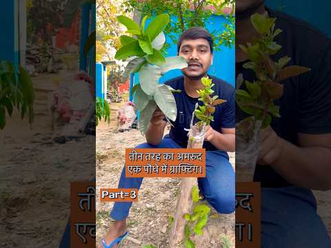 तीन तरह का अमरुद एक पौधे में ग्राफ्टिंग।#youtubeshorts #guavatreegrafting #indian_nursery_tips