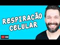 Metabolismo Celular e Respiração