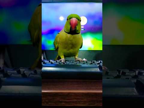 mummy #parrot #talkingparrot #parrotvideos #bird #greenparrot #talkingbird #partyparrot #petbird