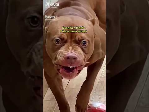 Pitbull enraivado #comedia #shorts