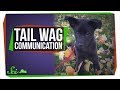 Understanding Dog Tail Communication