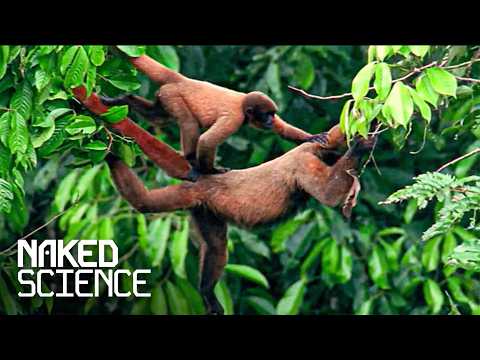 The Most Endearing Primates On The Planet | Monkey World